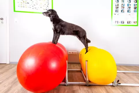 Mit Physiobällen können Muskeln und Gleichgewicht von Hunden trainiert werden. 