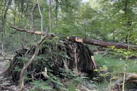 Im Waldrefugium darf sich die Natur austoben: Unter dem Wurzelteller einer gefallenen Eiche hat sich Wasser gesammelt und ein ne