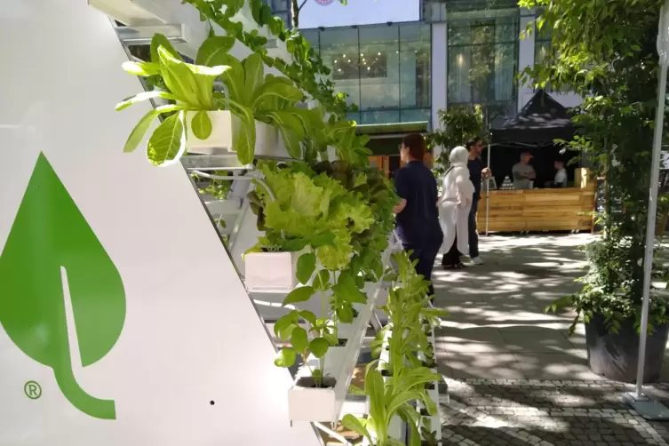 Essen auf Augenhöhe: Die innovative Salatwand für den Garten oder Balkon. 