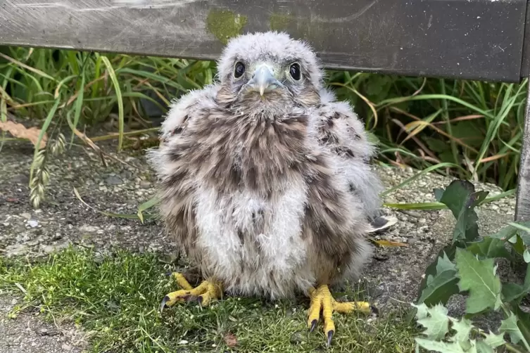 Das Vogelbaby sorgte am Sonntagabend für Aufregung. 