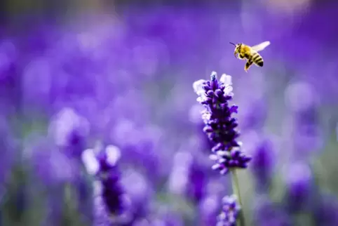 Ausflug ins Blaue: In Asselheim steht eine Lavendel-Führung auf dem Programm. 