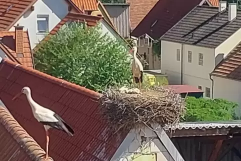 Auf einem Dach in Bornheim werden die Freinsheimer Störche aufzogen. 