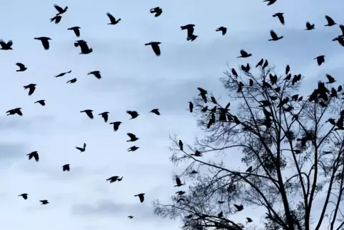 Die Krähen mussten weiterziehen, denn ihre Nistbäume in Rödersheim-Gronau wurden mit der Sanierung des Schwanenplatzes gefällt. 