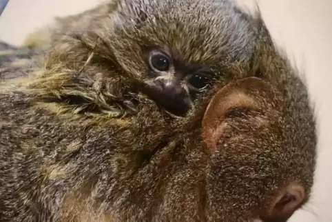 Was ist pelzig und guckt süß? Die beiden Zwergseidenäffchen, die Mama Eulchen als Zwillinge zur Welt gebracht hat.