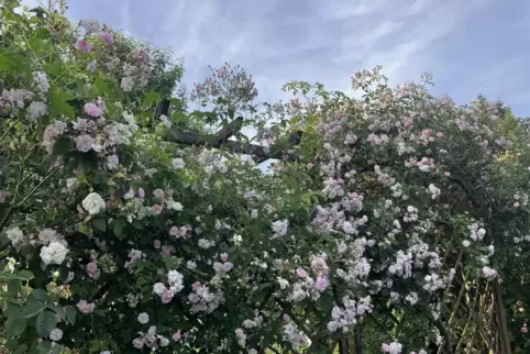 Paul’s Himalayan Musk überwuchert ein Spalier. 