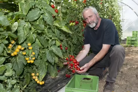 Klaus Fix bei der Tomatenernte. 
