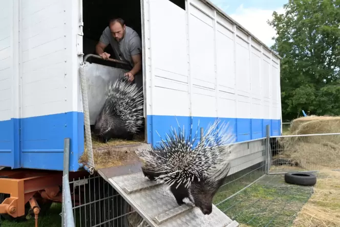 Mit dabei: Stefan Frank, Teil der Zirkusfamilie, lässt die Stachelschweine ins Freigehege.