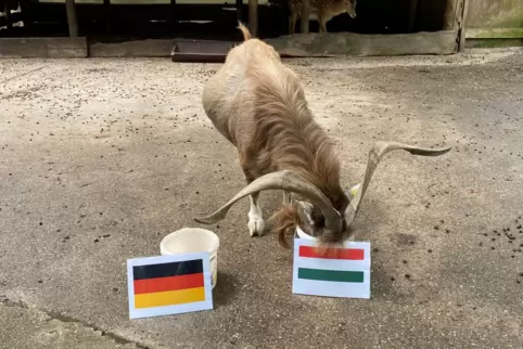 Oje, Ziegenbock Elvis ist sich sicher: Ungarn gewinnt gegen Deutschland. 