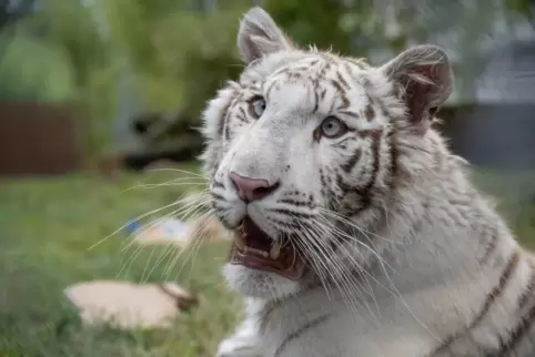 Während Tigerin Ramba noch keinen Besuch von Fremden empfängt, präsentiert sich ihre Schwester Charlota (im Bild) stets neugieri