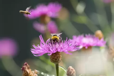 Bienen und andere Insekten sollen in Schneckenhausen künftig mehr Lebensraum finden.