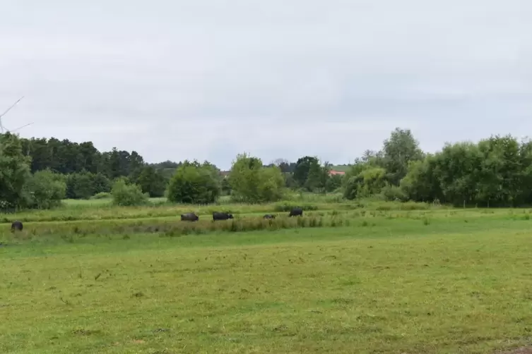 Mit dem Preisgeld wird die wilde Wasserbüffel-Weide erweitert. 