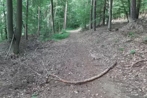 Auch ein morscher Ast dieser Größenordnung kann beim Abbrechen und Herunterfallen aus einigen Metern Höhe zu ernsten Verletzunge