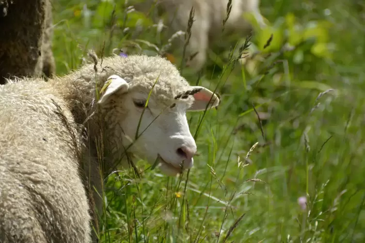 An einem Feldweg wurden die Kadaver zweier Schafe gefunden.