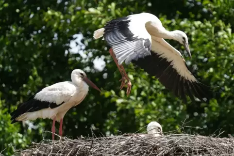 Jungstörche sind am dunklen Schnabel zu erkennen. Dieser trainiert in Erzenhausen seine Muskeln, die er zum Fliegen braucht.