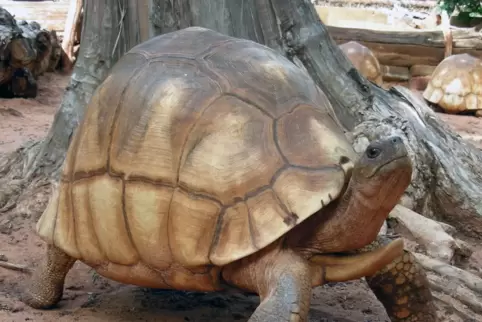 Die Madagassische Schnabelbrustschildkröte mit ihrem rund 50 Zentimeter langem Panzer hat bis heute auf Madagaskar überlebt, ist
