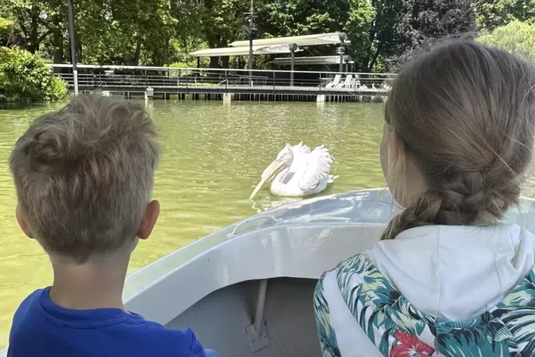 Bootsfahrt mit Pelikan: auf der Gondoletta im Karlsruher Zoo.