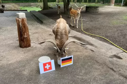 Kein Zweifel: Deutschland gewinnt gegen die Schweiz. Meint jedenfalls Ziegenbock Elvis. Der Damhirsch schaut interessiert zu.