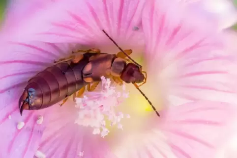 Er ist einer der wertvollen Nützlinge im Garten: der Gemeine Ohrwurm. 