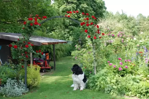 „Gartenwelten“ blickt in fremde Gärten, wie in den von Sylvia Harth in Dansenberg.