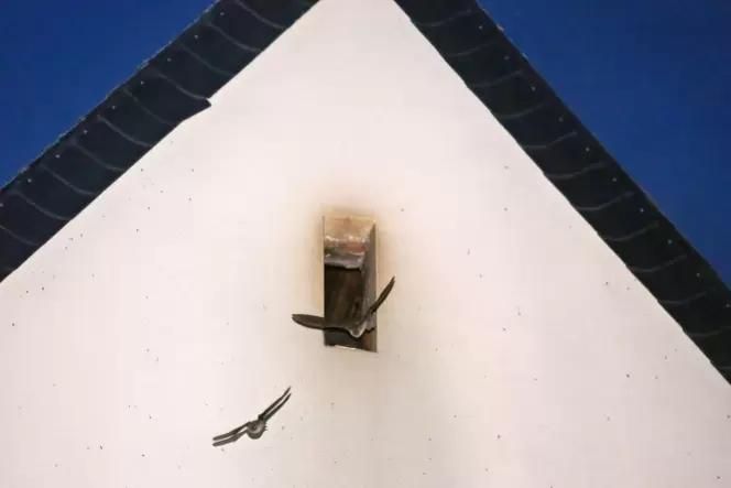 Nächtliche Flugkünstler: Hunderte Fledermäuse kommen nach dem Sonnenuntergang aus der Luke im Bedesbacher Dorfgemeinschaftshaus