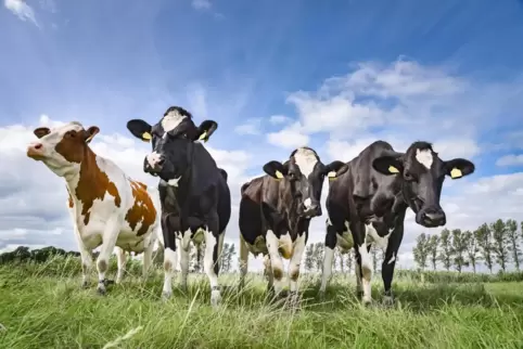 Fundgrube Vormagen: In Holstein-Rindern wurde ein interessantes Bakterium gefunden.