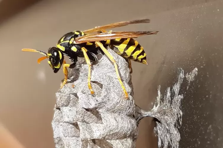 Diese Wespe beginnt ein Nest zu bauen.