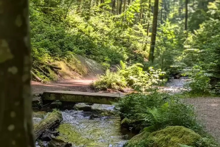 Ein Spaziergang im Wald sorgt für Abkühlung an heißen Tagen.