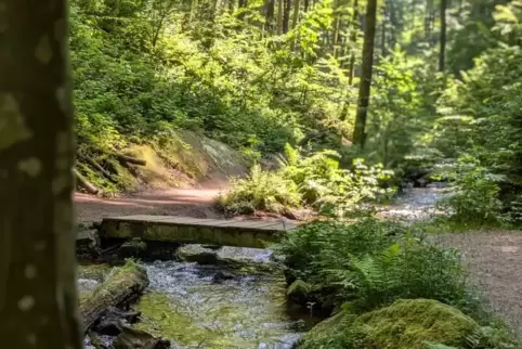 Ein Spaziergang im Wald sorgt für Abkühlung an heißen Tagen.