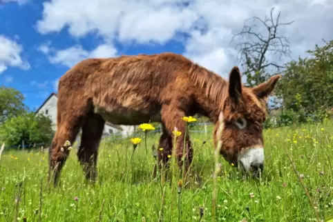 Die Baudet-de-Poitou, auch als Poitou-Esel bekannt, waren einst wichtige Nutztiere und für die Produktion großer Maultiere im Ei