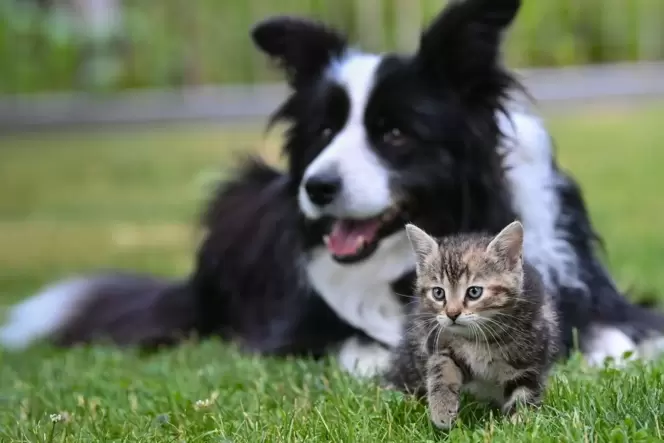 Hund und Kätzchen