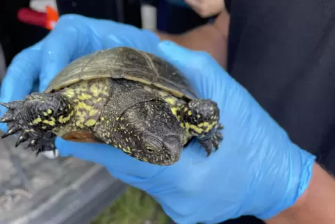 Eine Sumpfschildkröte wird ausgewildert.