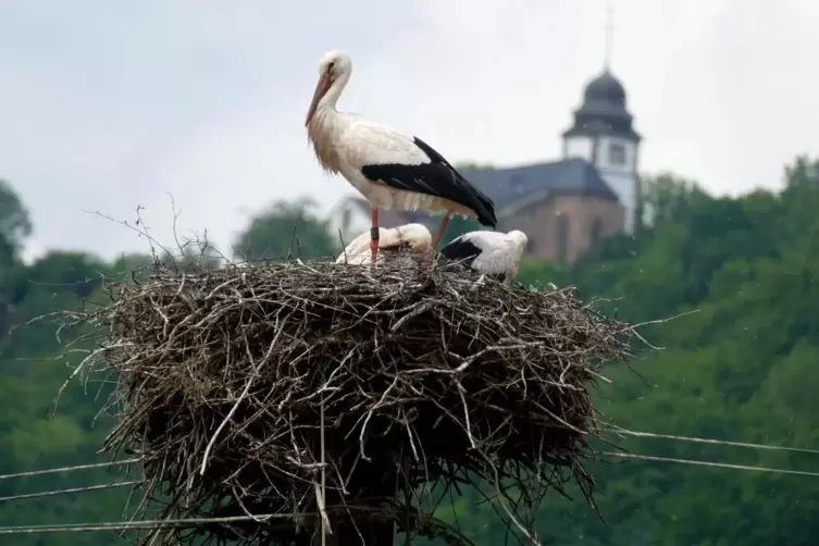 Nicht in allen Nestern findet sich Nachwuchs: Viele junge Störche sind aufgrund des schlechten Wetters im Frühjahr verendet.