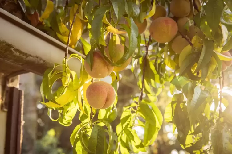 Pfirsiche an einem Baum