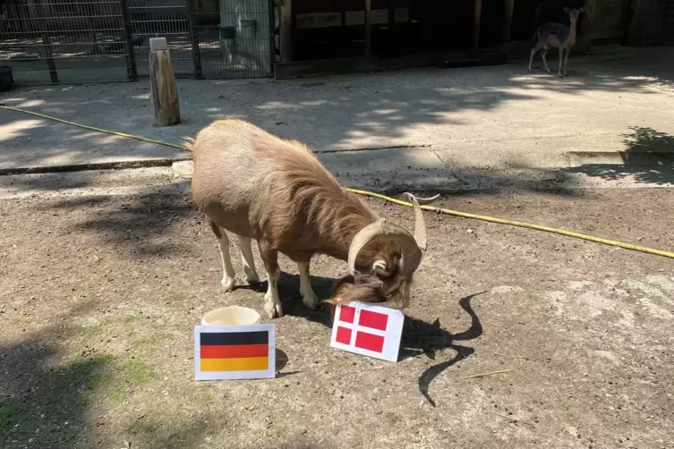 Irgendwie hat’s Elvis auf den rechten Eimer abgesehen. Hoffentlich irrt er sich mit seinem Tipp fürs Achtelfinale.