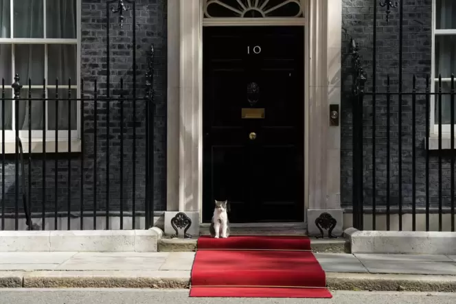 »Chief Mouser« Larry ist die Konstante in der britischen Regierungszentrale in Downing Street Nummer 10.