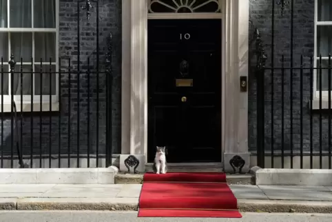 „Chief Mouser“ Larry ist die Konstante in der britischen Regierungszentrale in Downing Street Nummer 10.