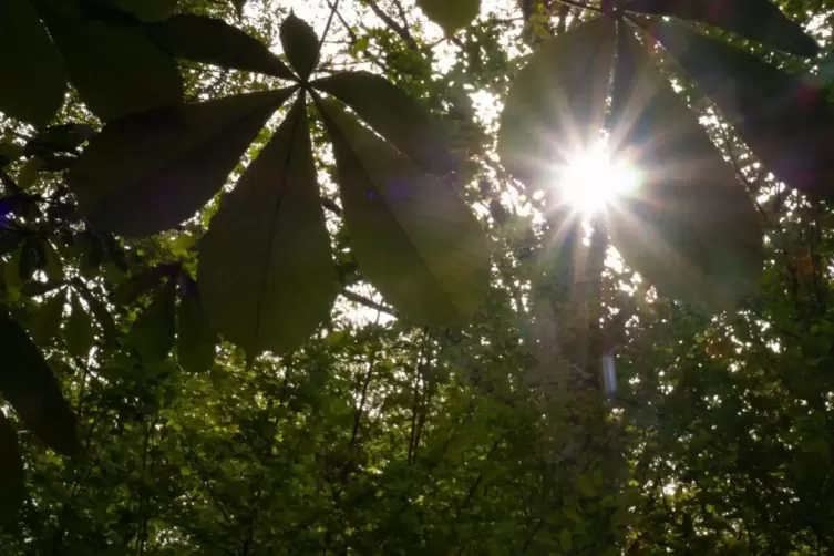 Sonnenstrahlen fallen durch die Blätter eines Baums