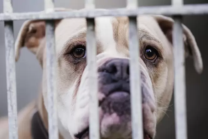 Kein Auslauf: Durch einen Virusbefall im Tierheim waren alle Hunde gezwungen, in ihren Käfigen zu bleiben.