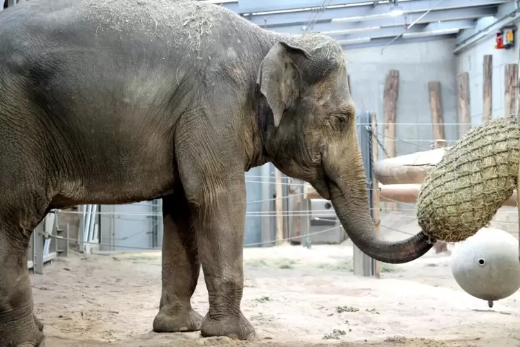 Elefantenkuh Indra inspiziert ihr neues Gehege im Karlsruher Zoo.
