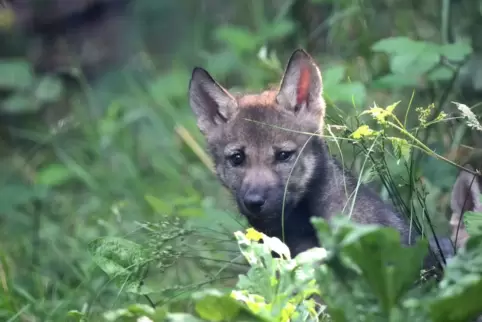 Im Wild- und Wanderpark gibt es immer viel zu entdecken, beispielsweise junge Wölfe. 