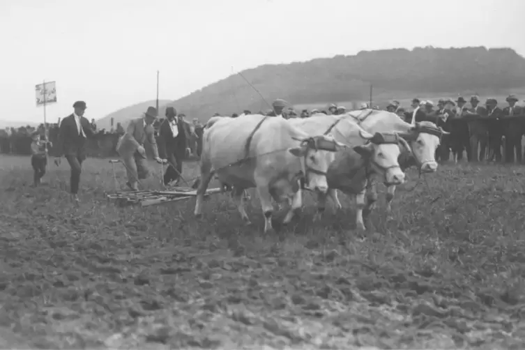 Eine Szene des Webenheimer Bauernfests im vorigen Jahrhundert. Wann das Foto genau entstanden ist, kann nicht mehr geklärt werde