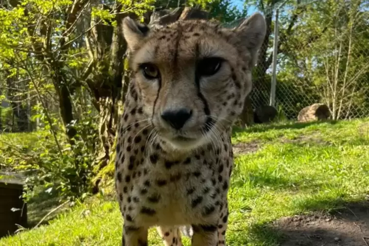 Weil er mit seinem Kind in den Zoo wollte (hier die Gepardin Jala im Saarbrücker Zoo), hat sich ein 31-Jähriger zum wiederholten