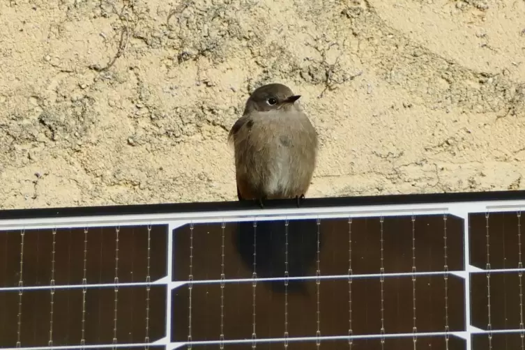 Ein Hausrotschwanz auf einer Solaranlage: Ihren Namen haben diese Vögel, weil sie gern an Häusern nisten sowie von den rötlichen