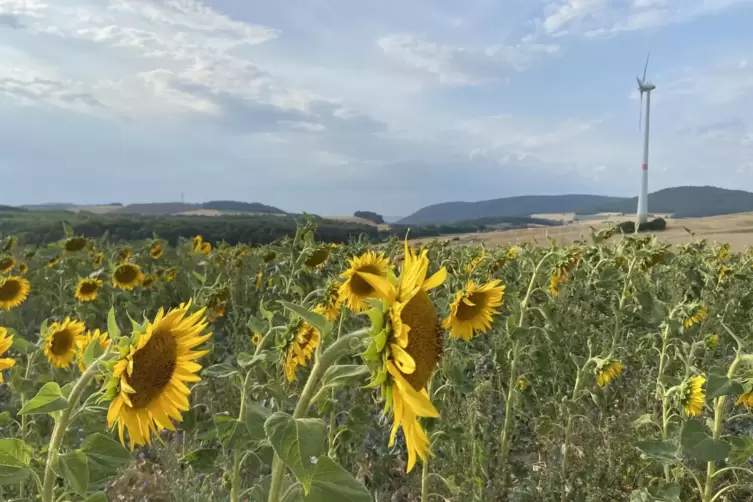 Die schönen Seite des Sommers: Sonnenblumen zwischen Kollweiler und Rothselberg.