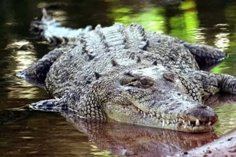 Ein Salzwasserkrokodil im Northern Territory