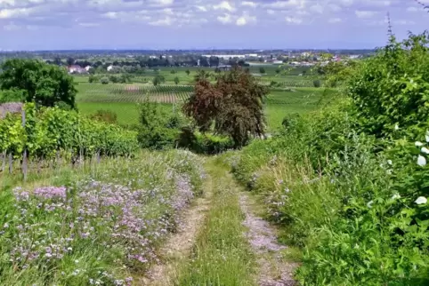 Hübsche Sommerblüher säumen den unbefestigten Weg.