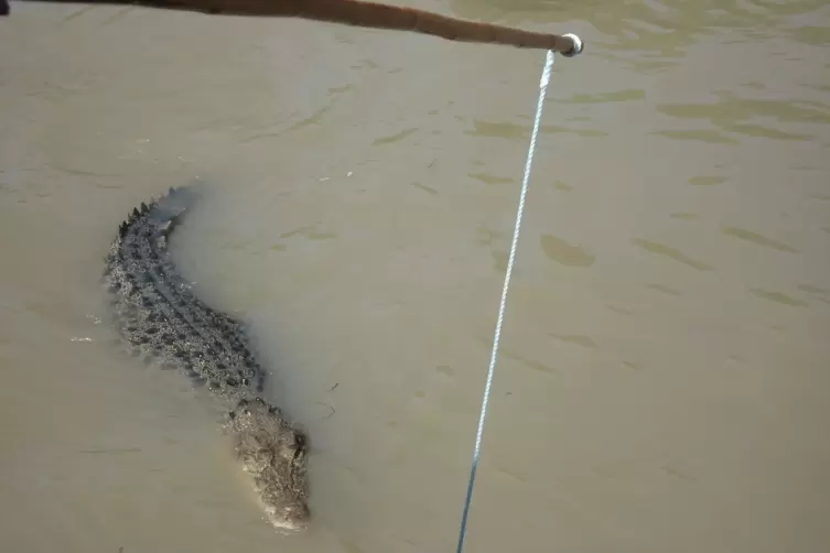 Krokodil im Northern Territory