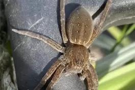 Diese auffällige Spinne hatte es sich auf der Anglerausrüstung unseres Lesers gemütlich gemacht. 