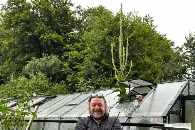 Gepflanzt hat Andreas Damm die Königskerze nicht, die hinter ihm aus dem Dach des Gewächshauses ragt. Knapp 3,9 Meter misst die