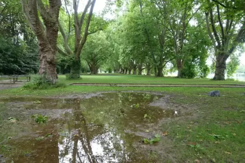 Feucht und aufgeweicht: die Wiese, auf der die Kinozelte stehen sollen. 